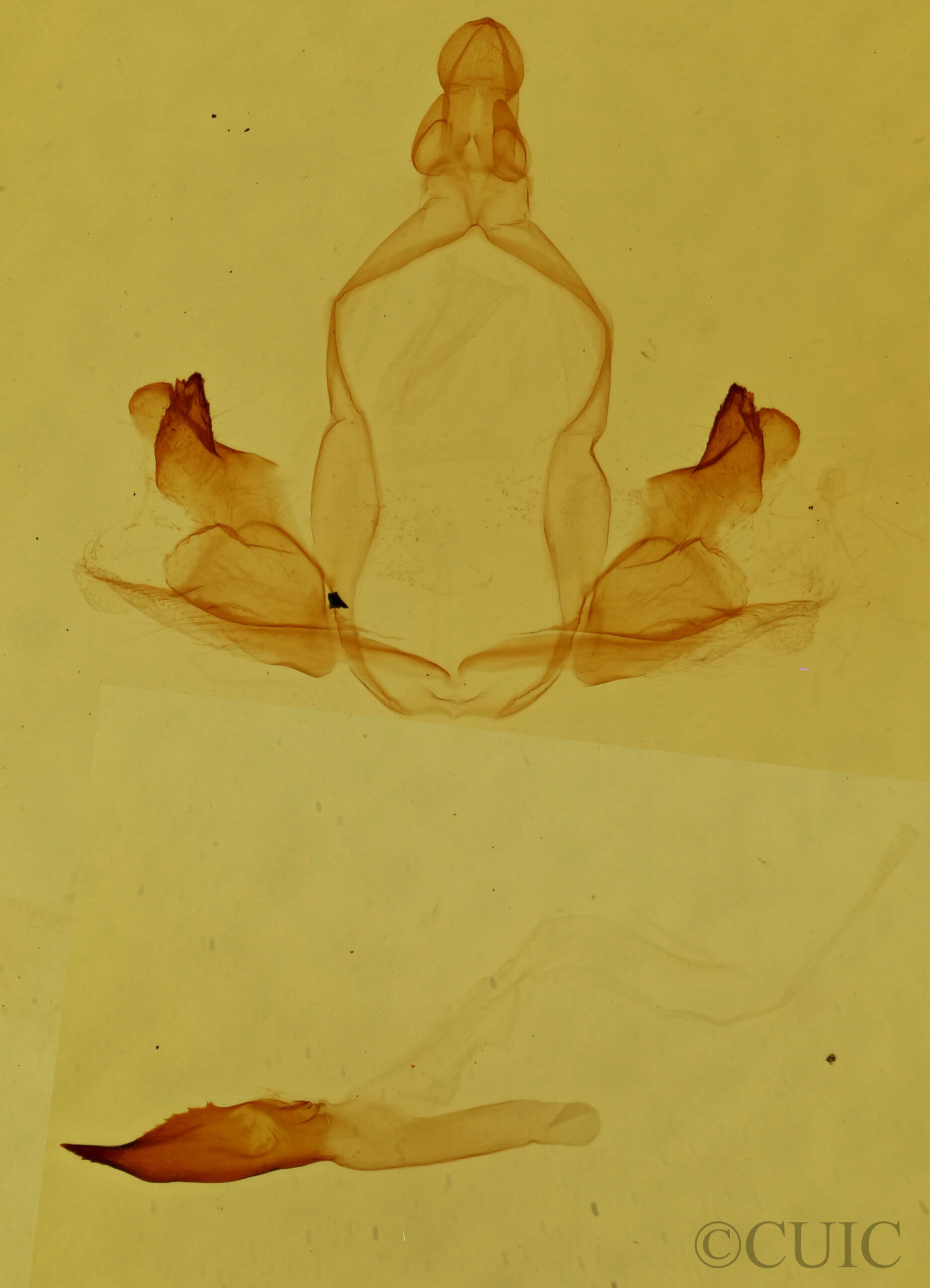 genitalia view of adult Coelodasys apicalis