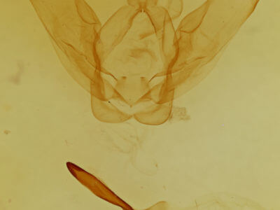 genitalia view of adult Ianassa perangulata