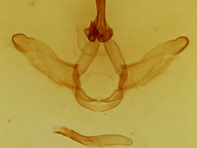 genitalia view of adult Ianassa pallida