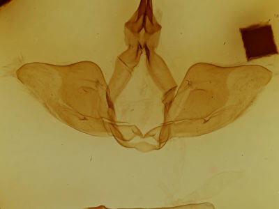 genitalia view of adult Oligocentria delicata