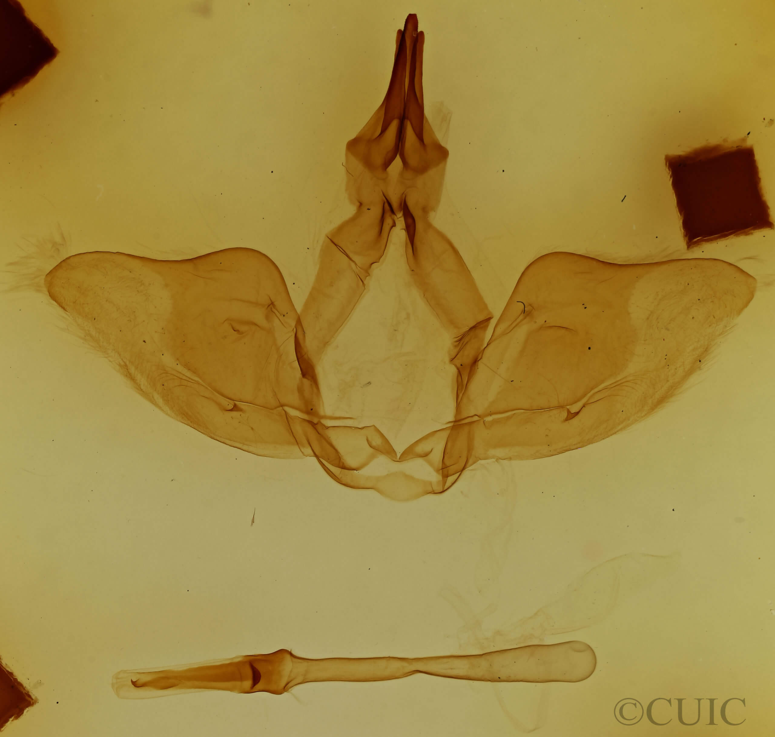 genitalia view of adult Oligocentria delicata
