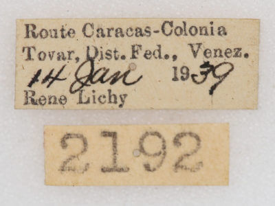 label view of adult Oligocentria sp.