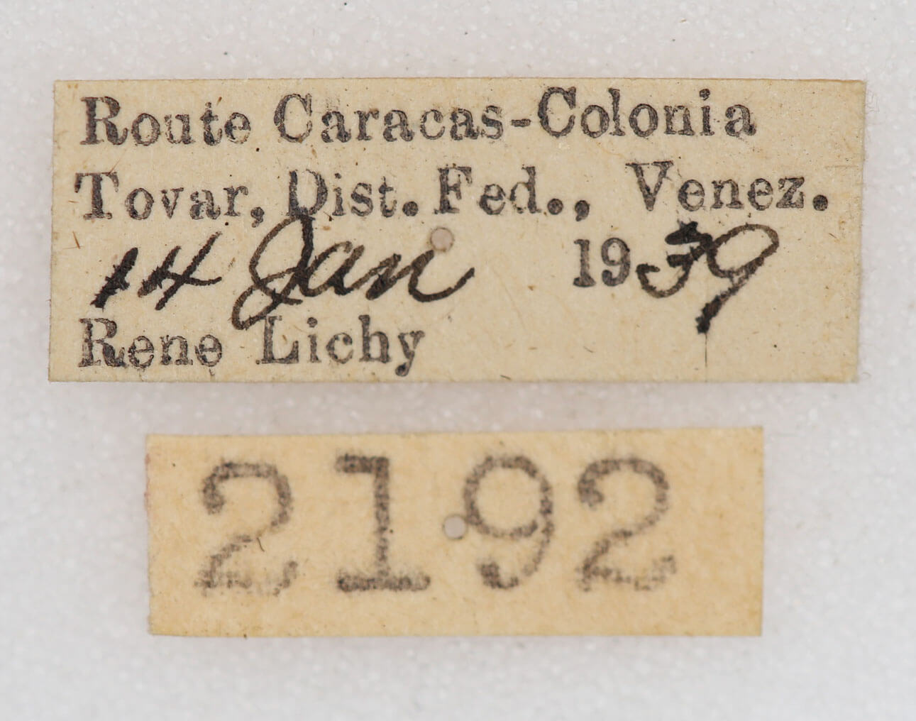 label view of adult Oligocentria sp.