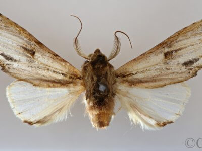 dorsal view of adult Oligocentria sp.