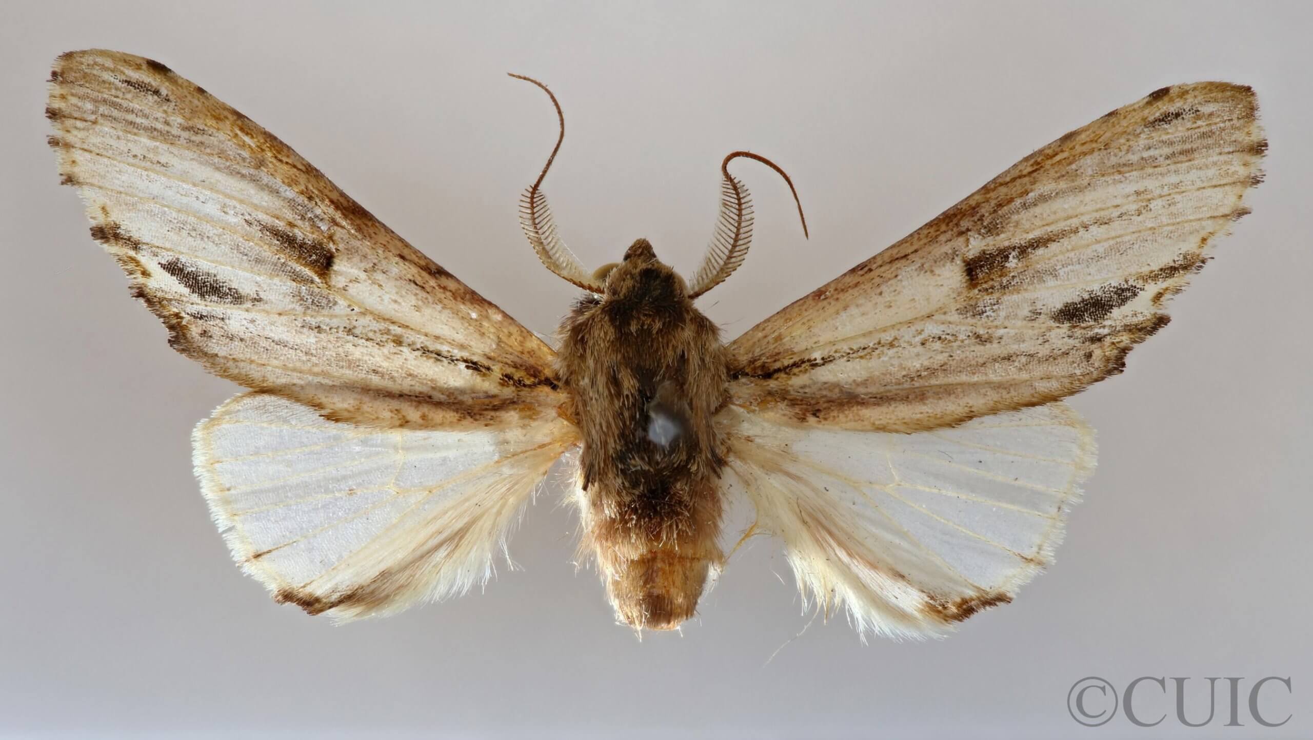 dorsal view of adult Oligocentria sp.