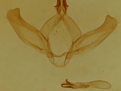 genitalia view of adult Hyparpax perophoroides