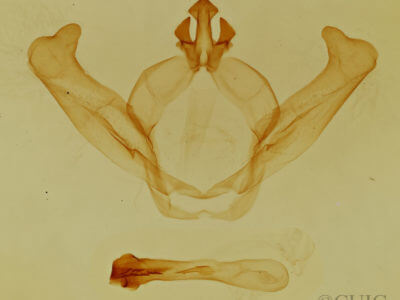 genitalia view of adult Hyparpax aurostriata