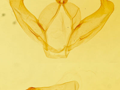 genitalia view of adult Hyparpax  venus