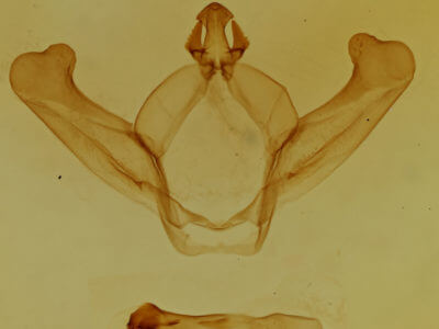 genitalia view of adult Hyparpax aurora