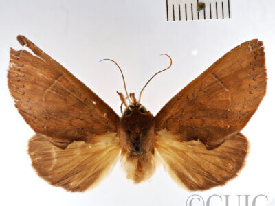 dorsal view of adult Rhapigia rotundata