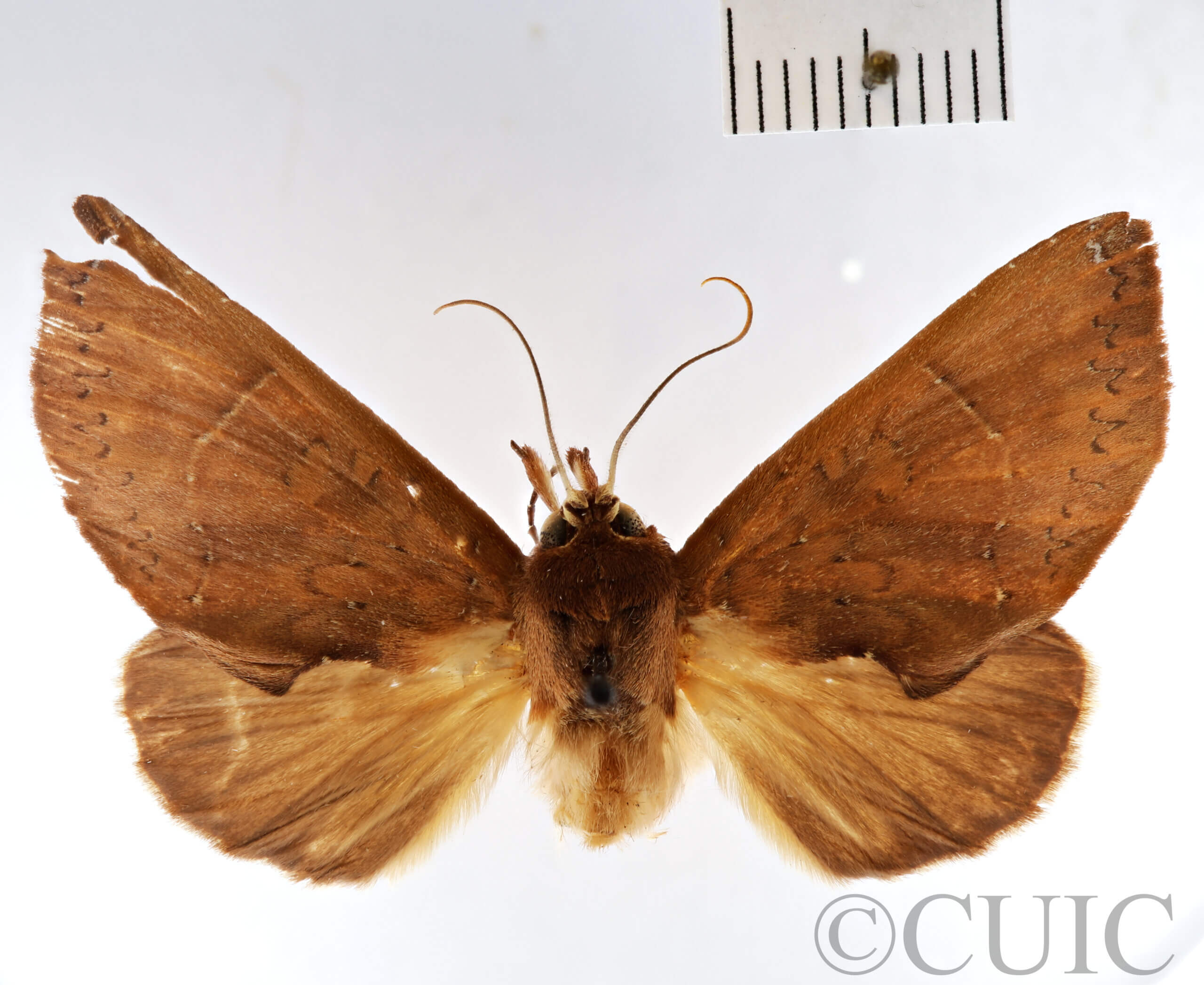 dorsal view of adult Rhapigia rotundata