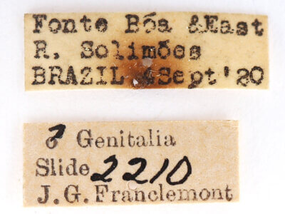 label view of adult Rhapigia rotundata