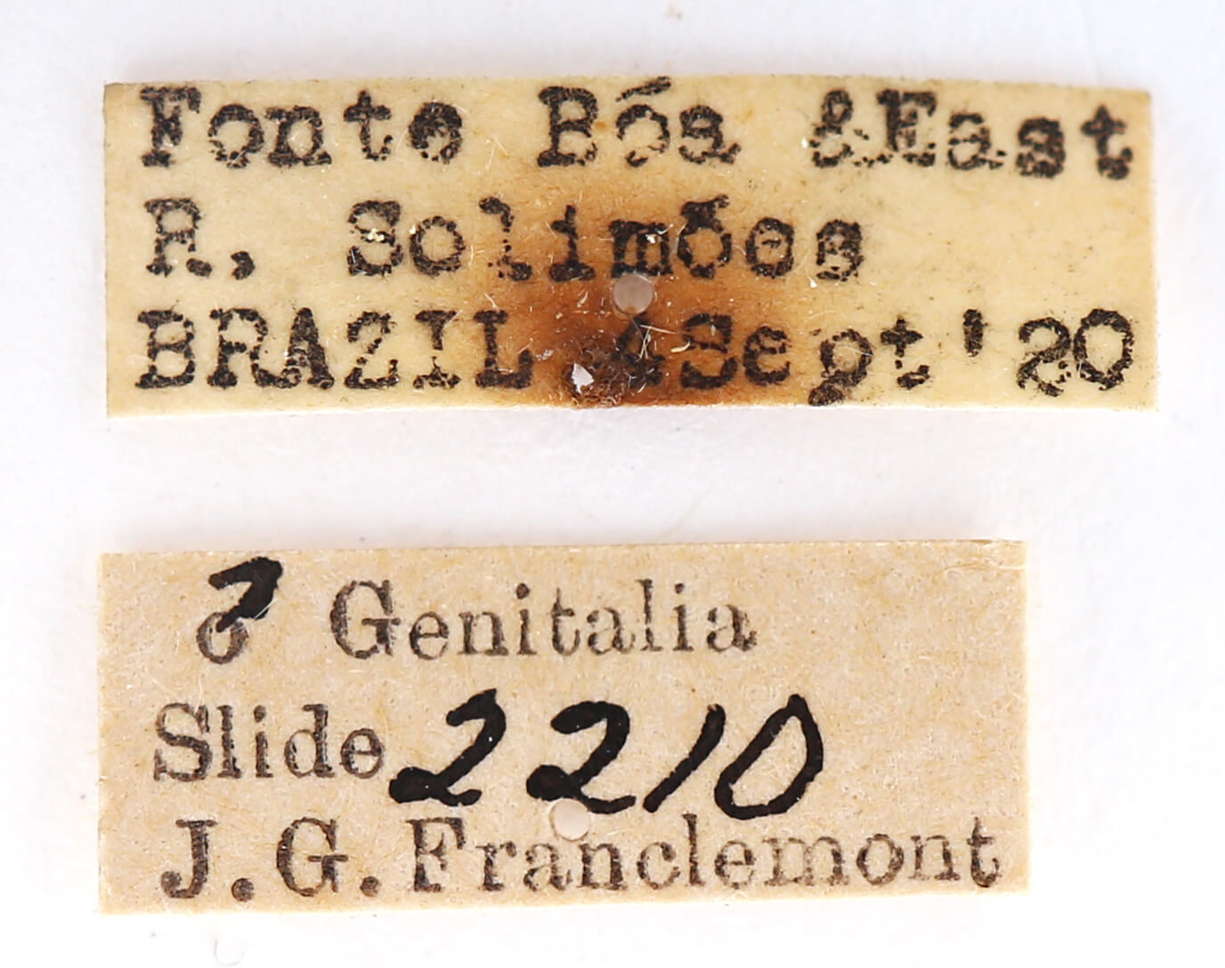 label view of adult Rhapigia rotundata