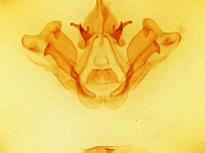 genitalia view of adult Datana ranaeceps