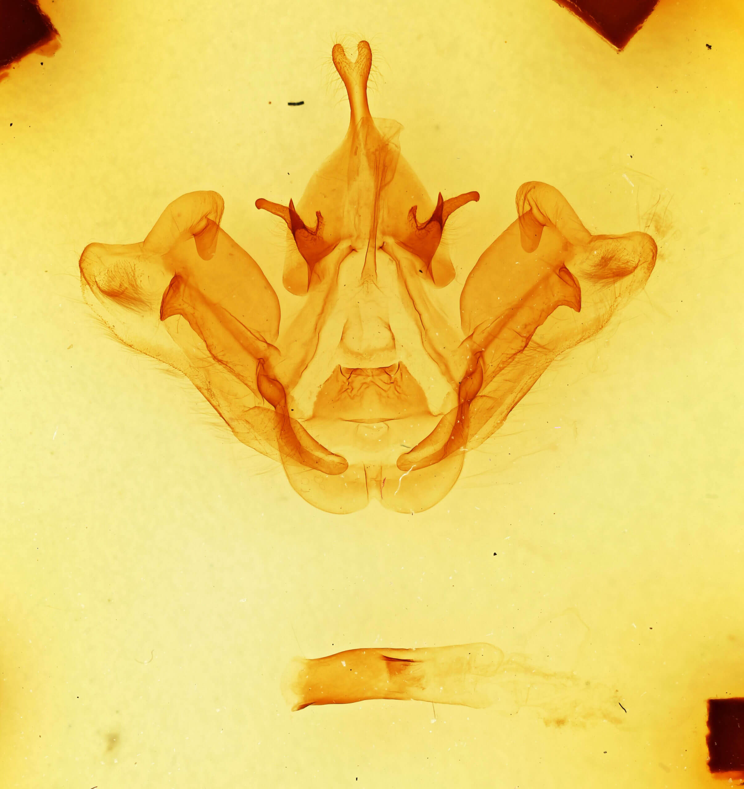 genitalia view of adult Datana ranaeceps