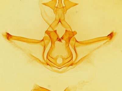 genitalia view of adult Didugua argentilinea