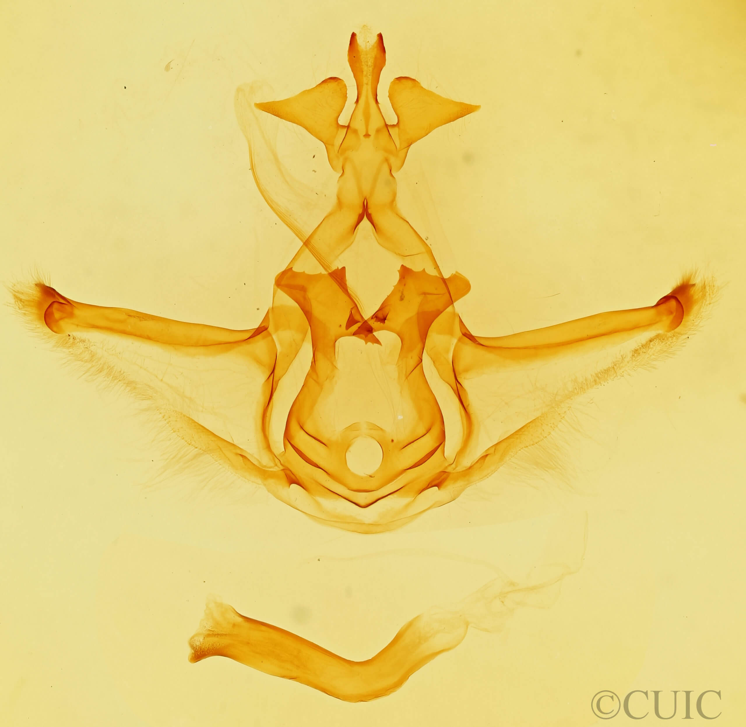 genitalia view of adult Didugua argentilinea