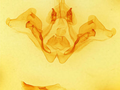 genitalia view of adult Datana modesta