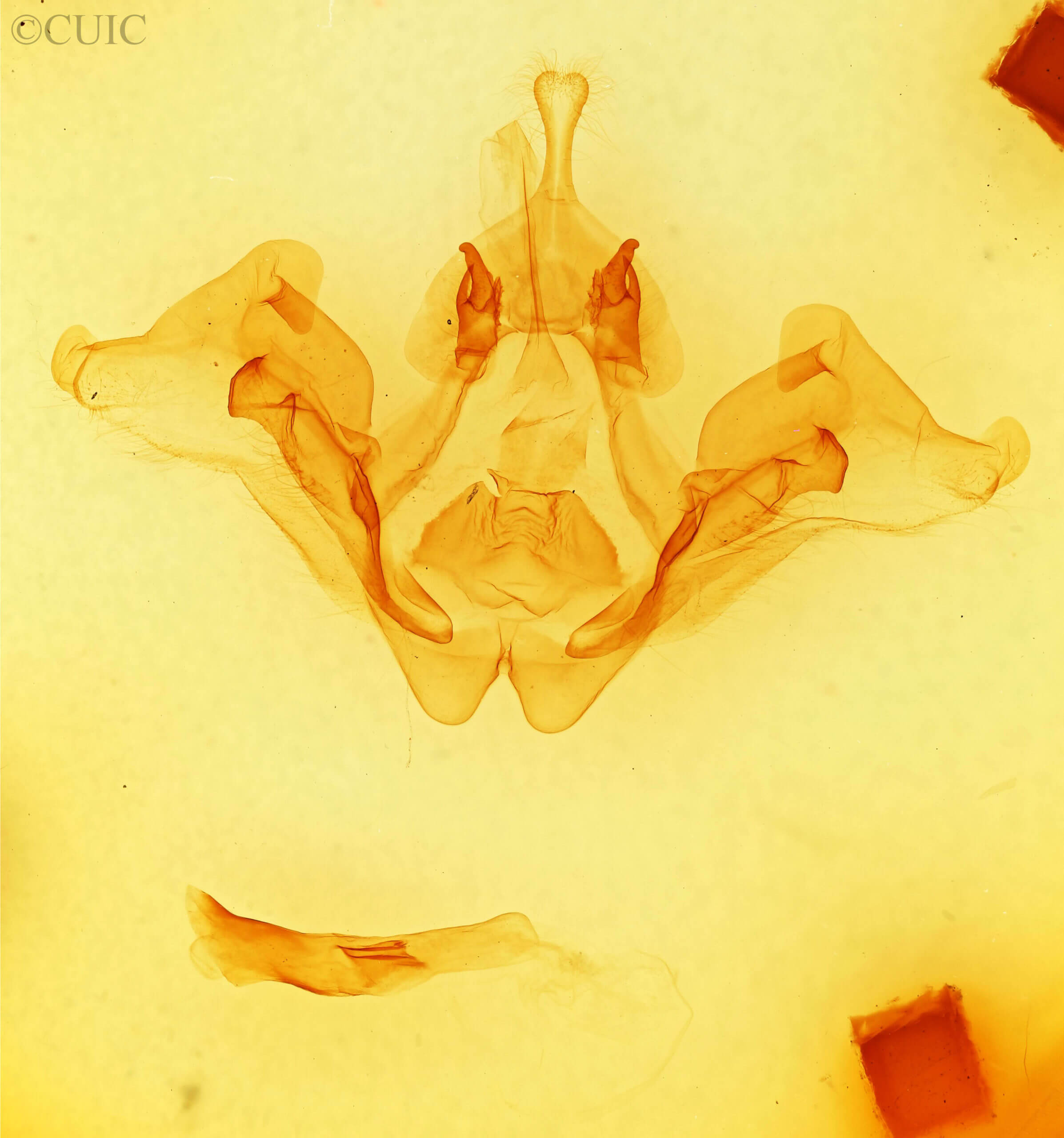 genitalia view of adult Datana modesta