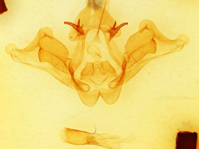 genitalia view of adult Datana contracta