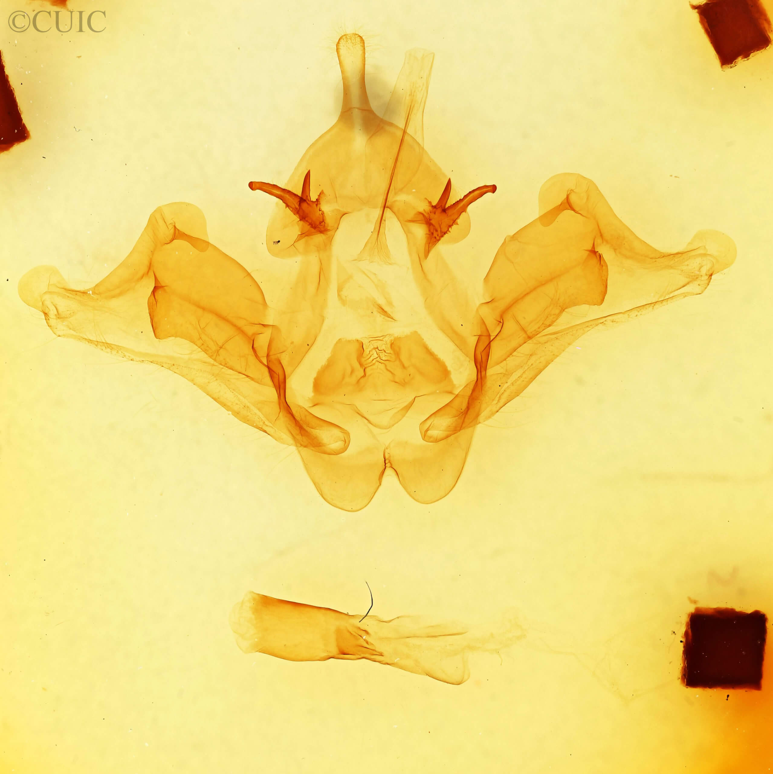 genitalia view of adult Datana contracta