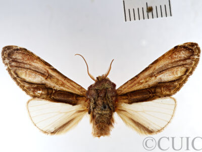 dorsal view of adult Disphragis meridionalis