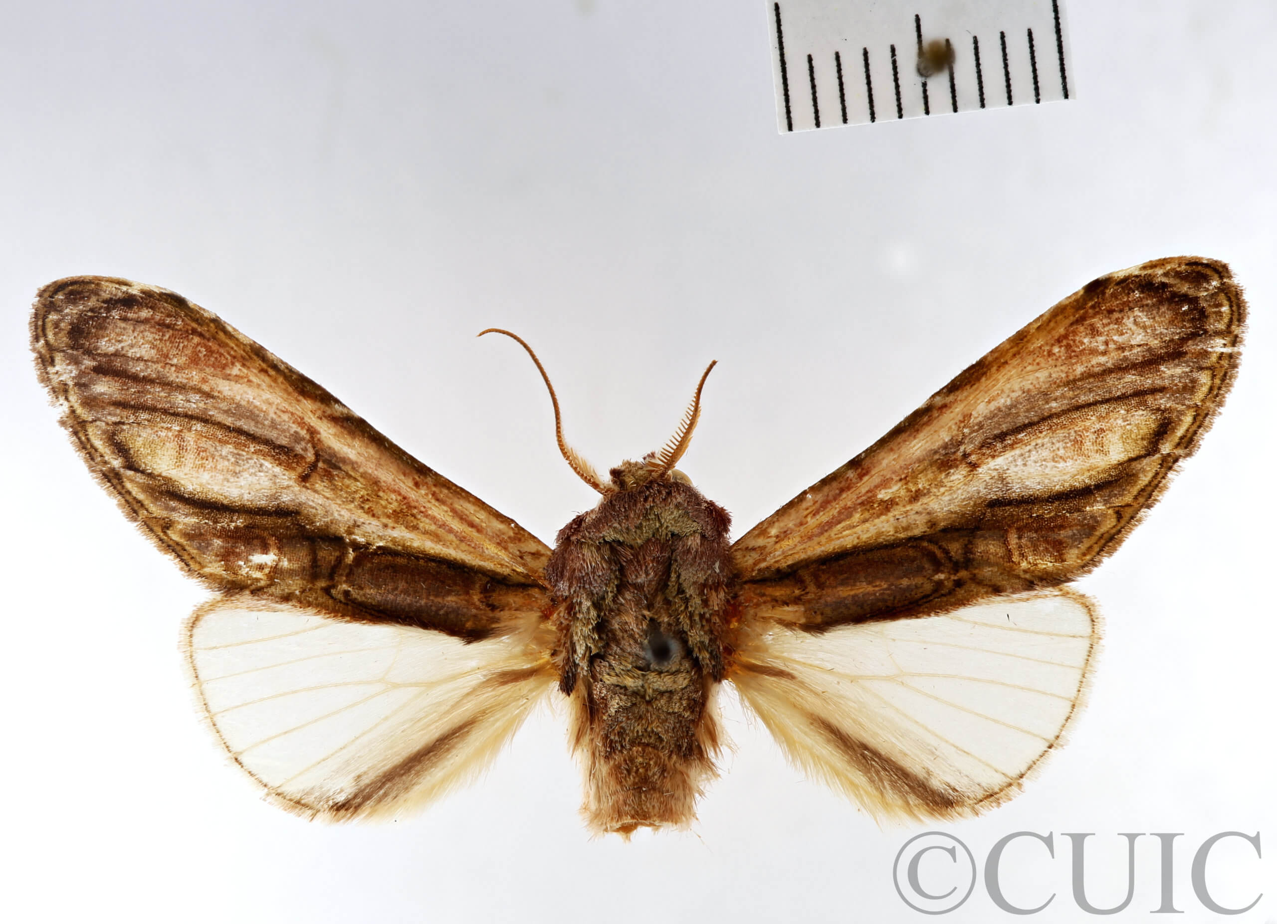 dorsal view of adult Disphragis meridionalis