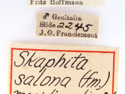 label view of adult Disphragis meridionalis