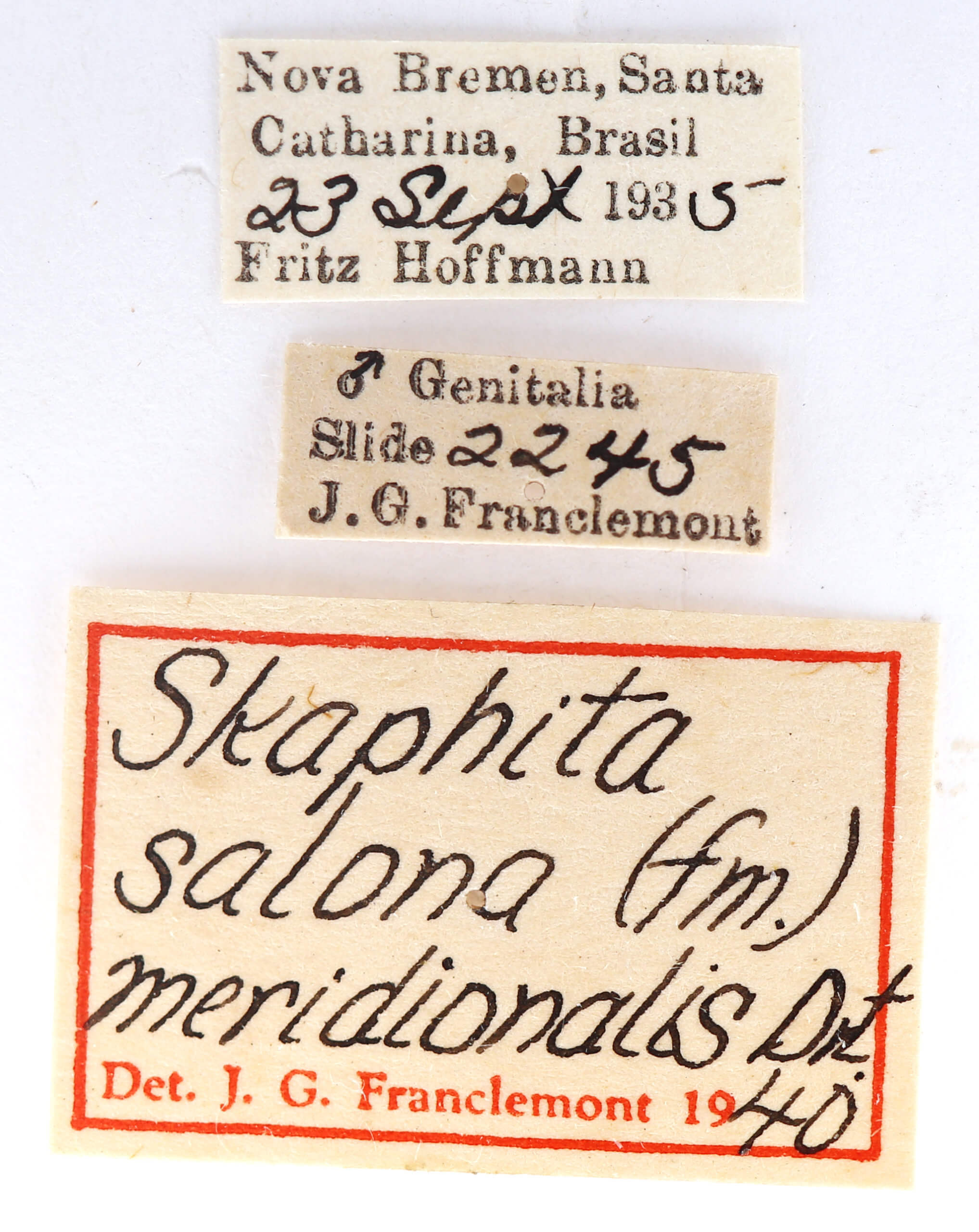 label view of adult Disphragis meridionalis