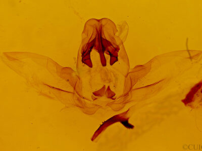 genitalia view of adult Schizura sp. nr. trifasciata