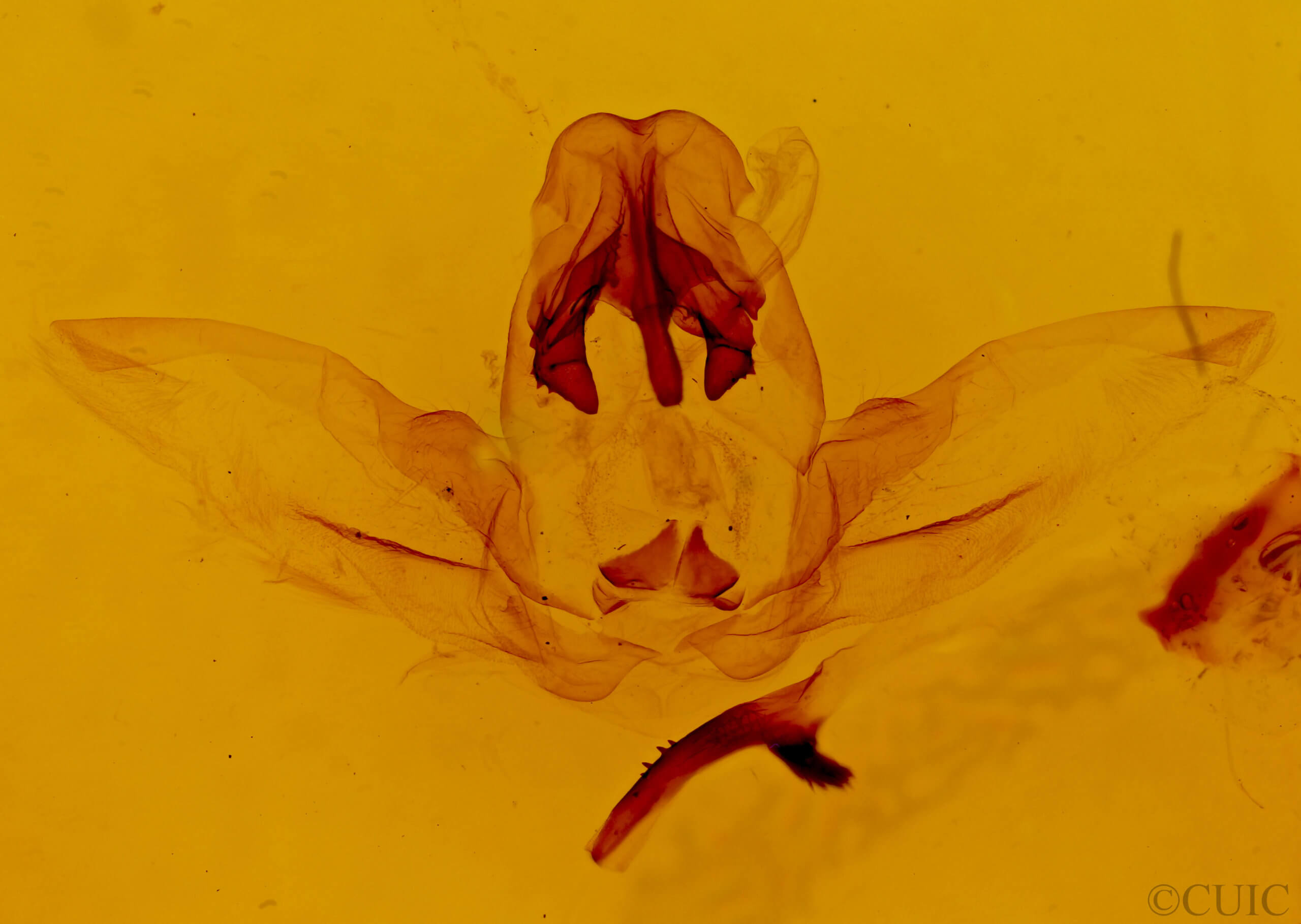 genitalia view of adult Schizura sp. nr. trifasciata
