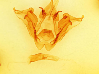 genitalia view of adult Datana