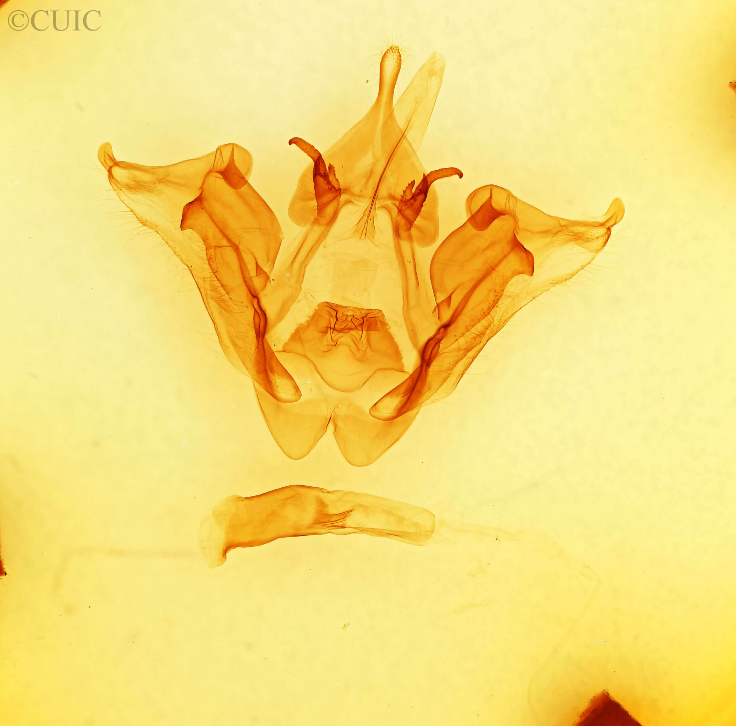 genitalia view of adult Datana