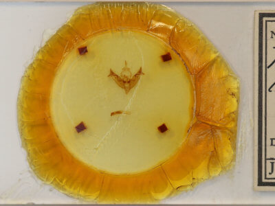 slide view of adult Papaipema inquaesita