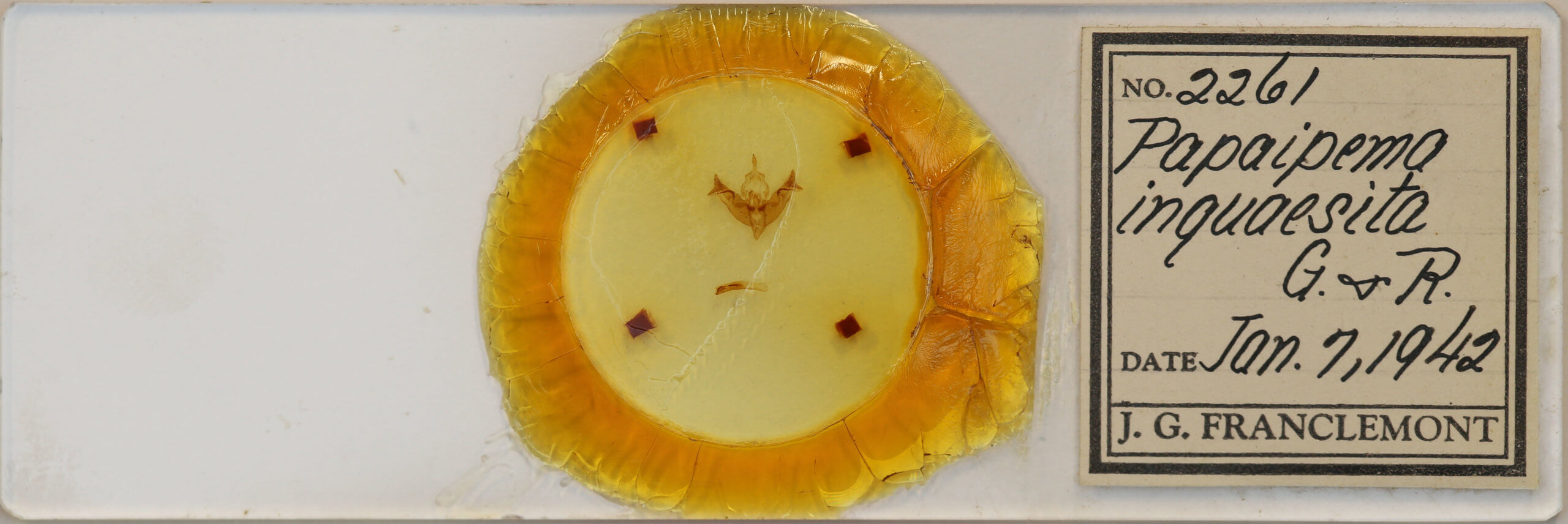 slide view of adult Papaipema inquaesita