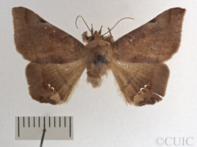 dorsal view of adult Macaldenia palumba