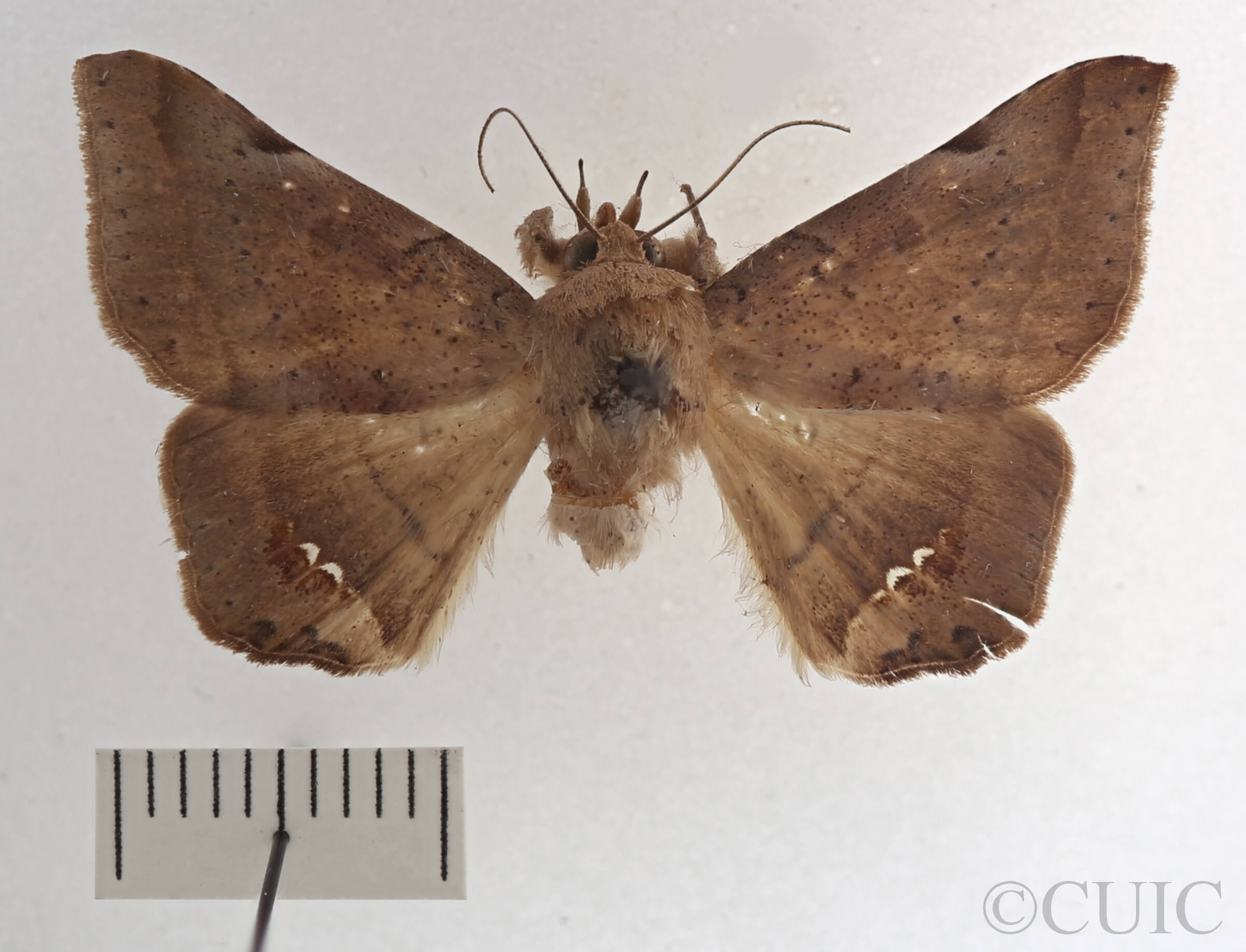 dorsal view of adult Macaldenia palumba