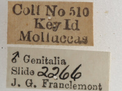 label view of adult Macaldenia palumba