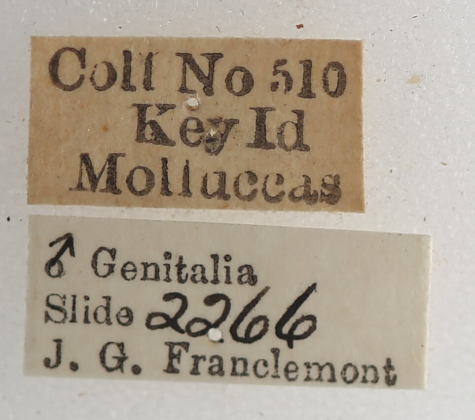 label view of adult Macaldenia palumba