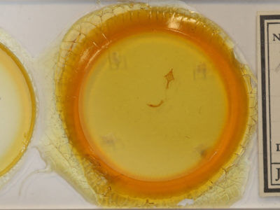 slide view of adult Lepidoptera