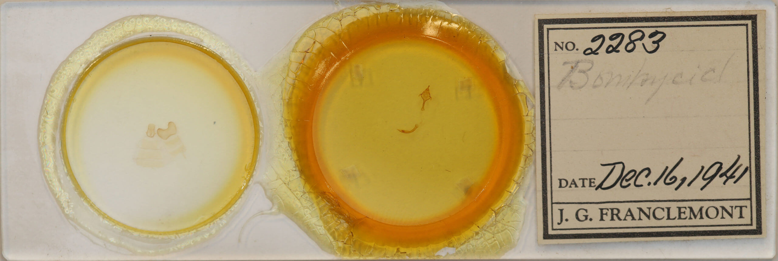 slide view of adult Lepidoptera