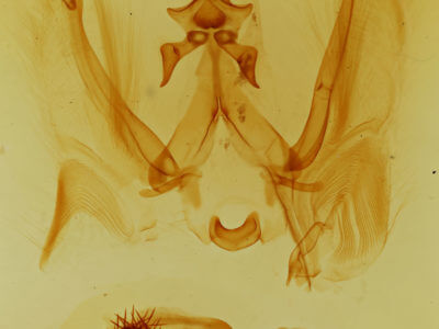 genitalia view of adult Elasmia cave