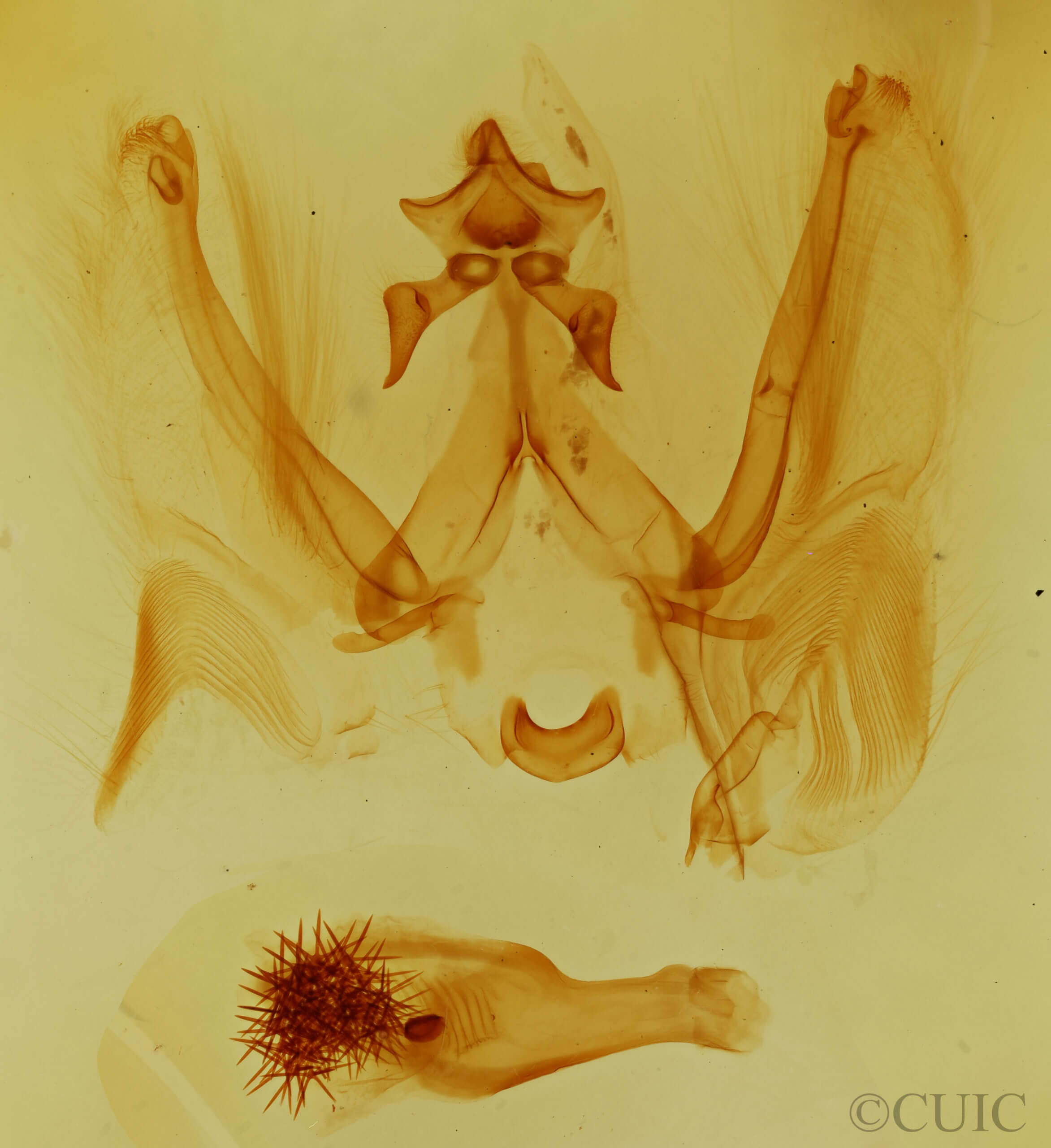 genitalia view of adult Elasmia cave