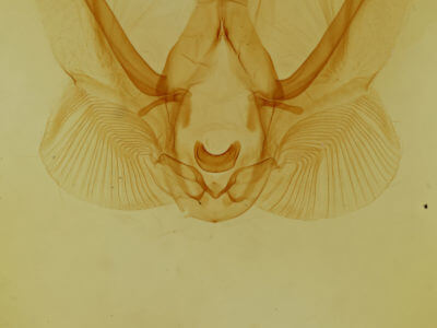 genitalia view of adult Elasmia cave