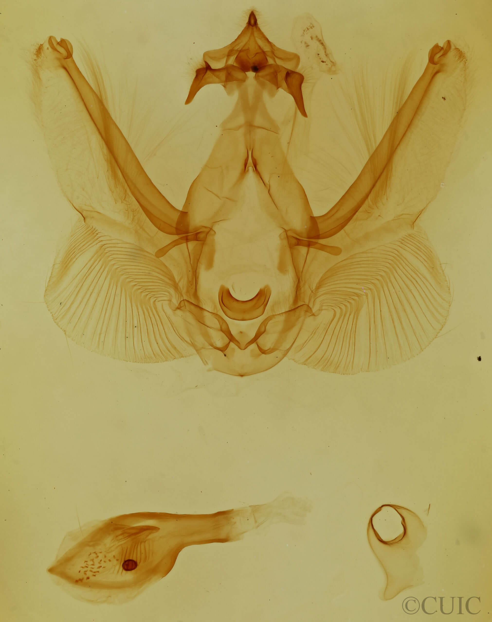 genitalia view of adult Elasmia cave