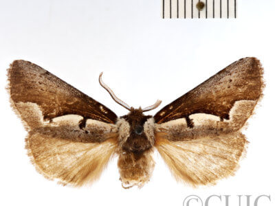 dorsal view of adult Nerice davidi