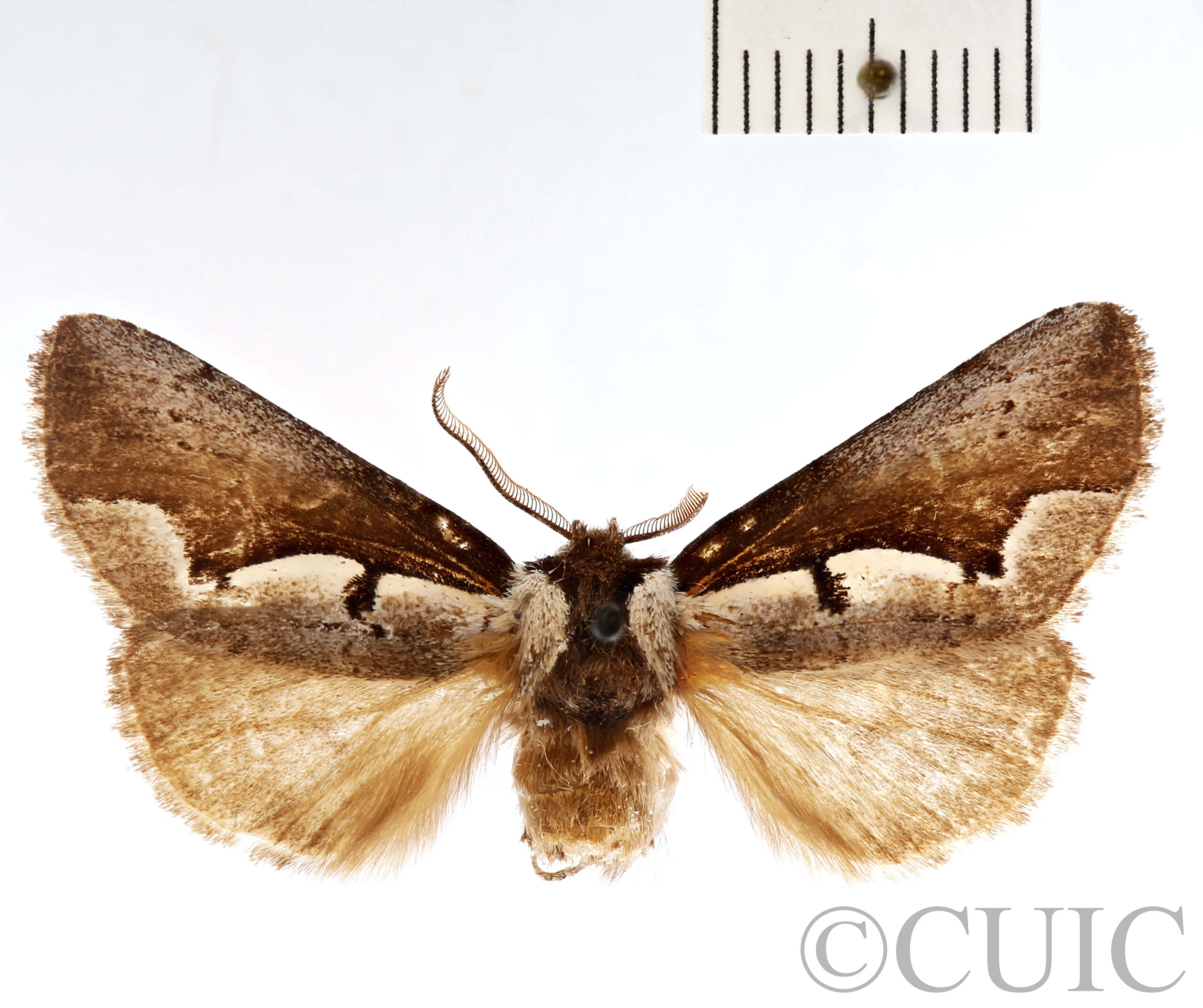 dorsal view of adult Nerice davidi