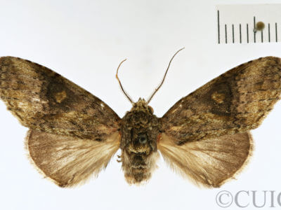 genitalia view of adult Heterocampa