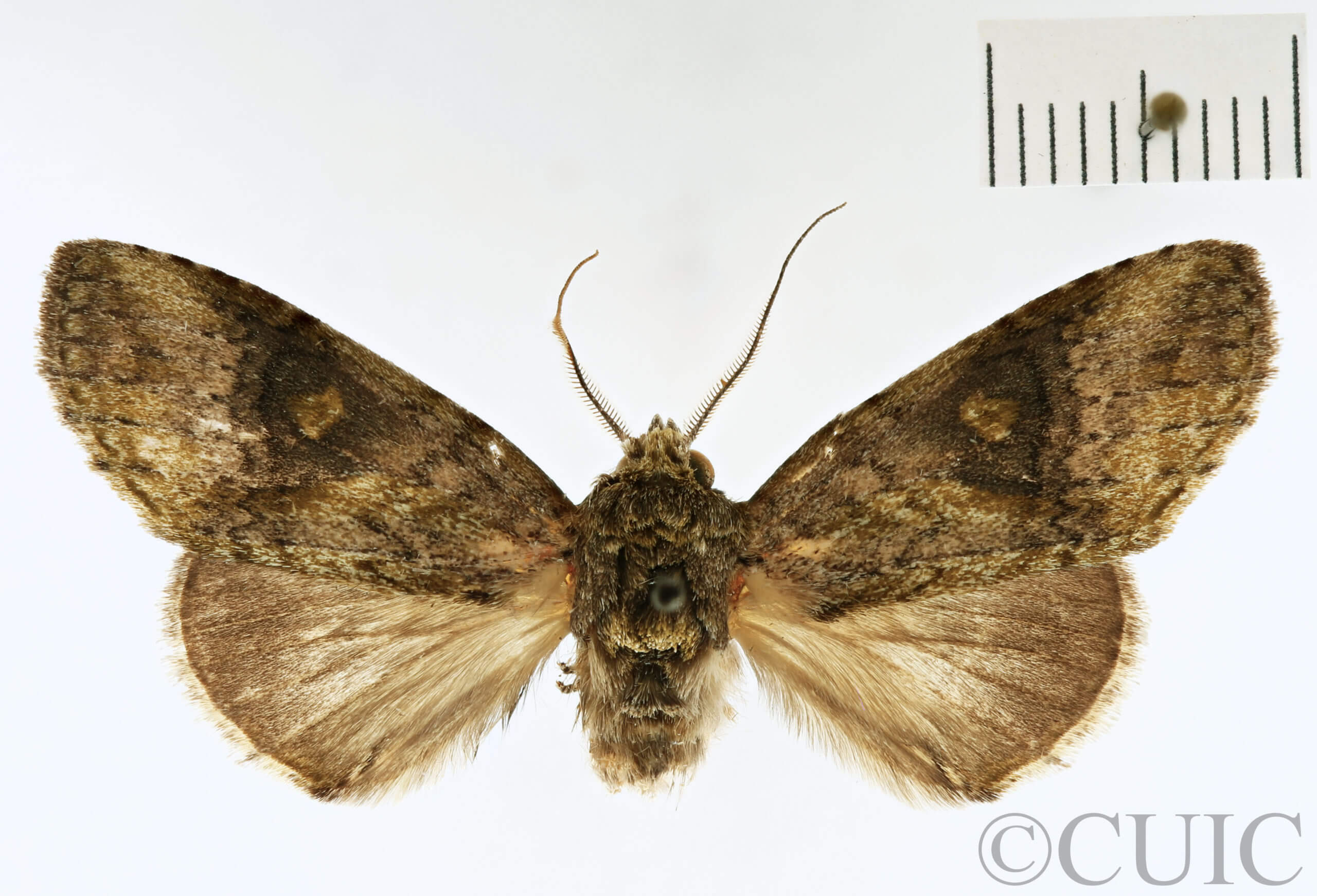 genitalia view of adult Heterocampa