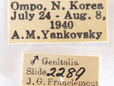 label view of adult Nerice davidi